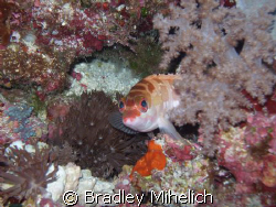 Yonaguni Japan.  The most western Island of Japan. by Bradley Mihelich 